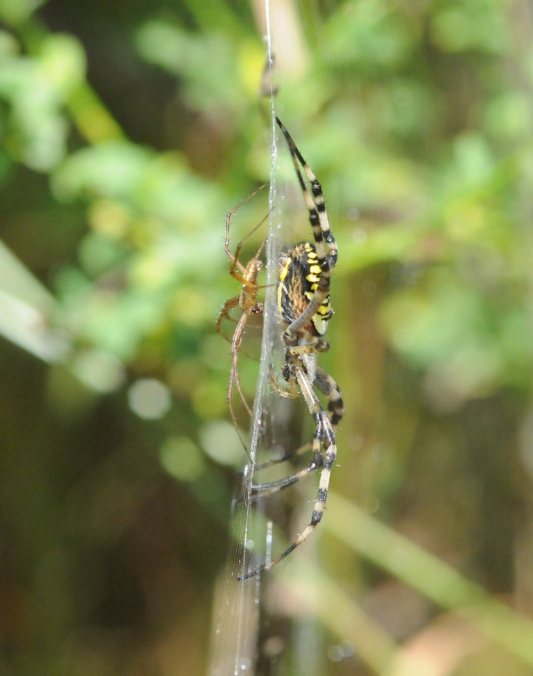 Argiope bruennichi